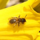 Zweifarbige Sandbiene (Andrena bicolor) auf Osterglocke