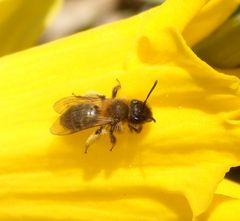 Zweifarbige Sandbiene (Andrena bicolor) auf Osterglocke