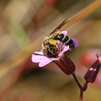 Zweifarbige Sandbiene,Andrena bicolor