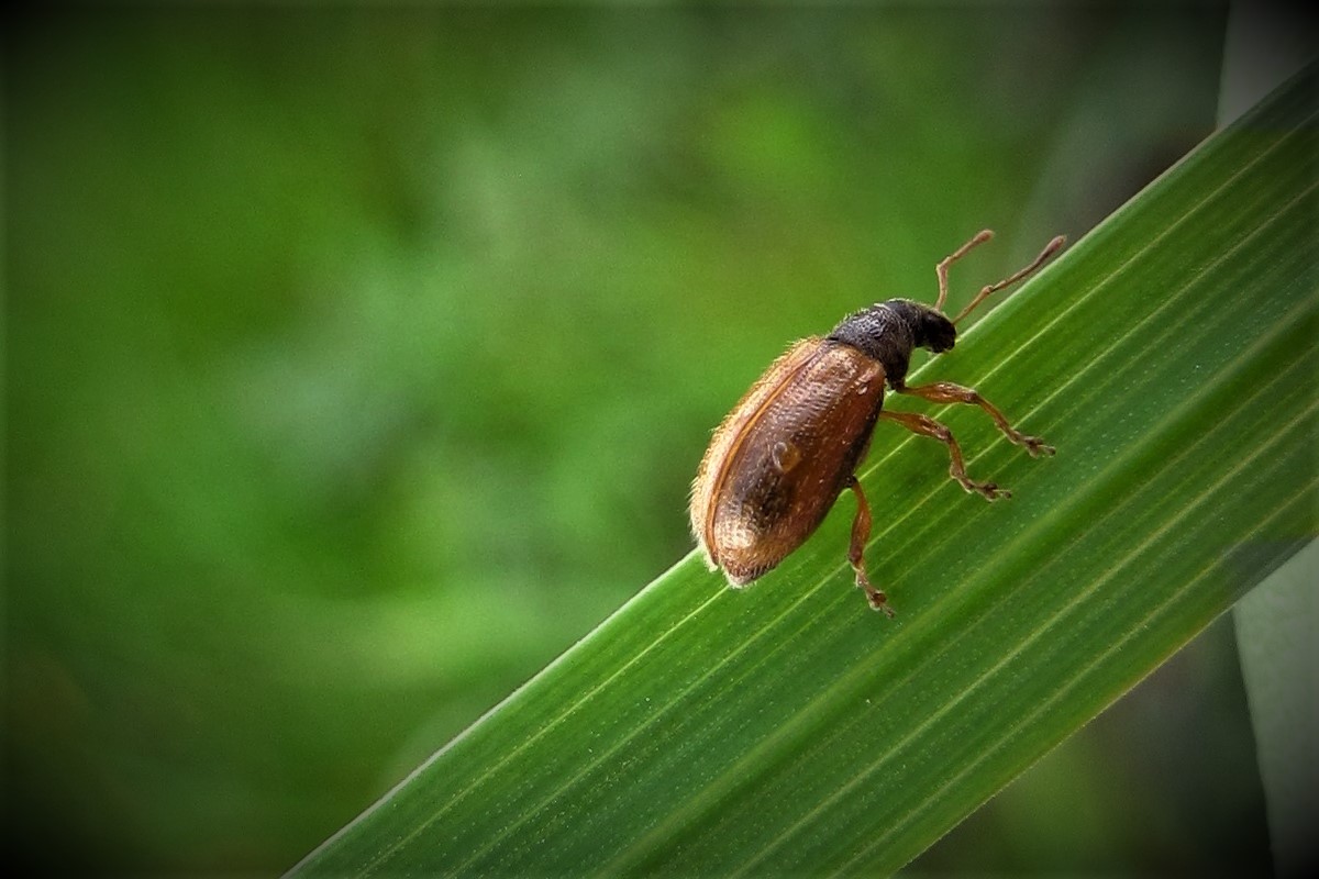 Zweifarbige Schmalbauchrüssler (Phyllobius oblongus) 