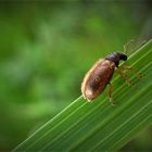 Zweifarbige Schmalbauchrüssler (Phyllobius oblongus) 