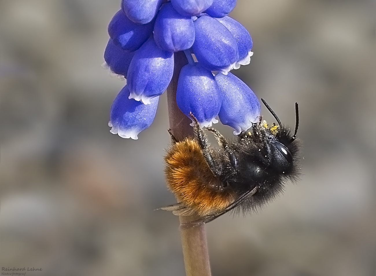  Zweifarbige Schneckenhausbiene an Traubenhyazinthe