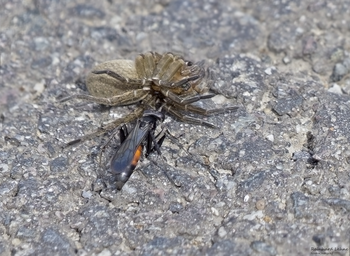  Zweifarbige Spinnenjäger-Grabwespe mit Beute