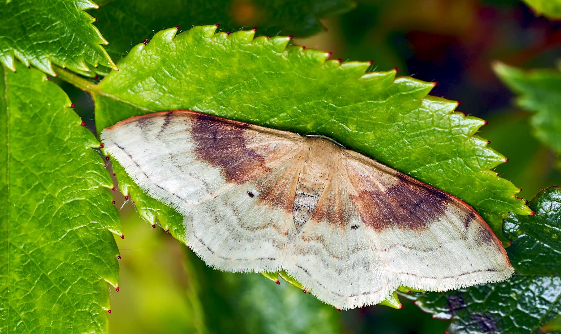 Zweifarbiger Doppellinien-Zwergspanner (Idaea degeneraria) - L'Acidalie dégénérée.