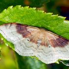 Zweifarbiger Doppellinien-Zwergspanner (Idaea degeneraria) - L'Acidalie dégénérée.