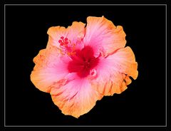 Zweifarbiger Hibiscus