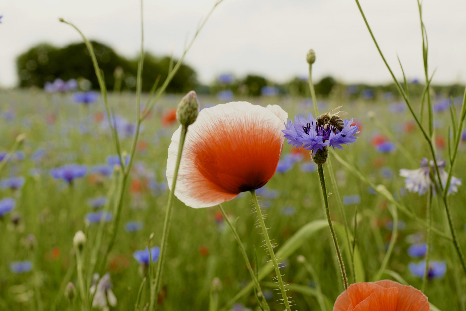 zweifarbiger Mohn mit Kornblume