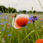 zweifarbiger Mohn mit Kornblume