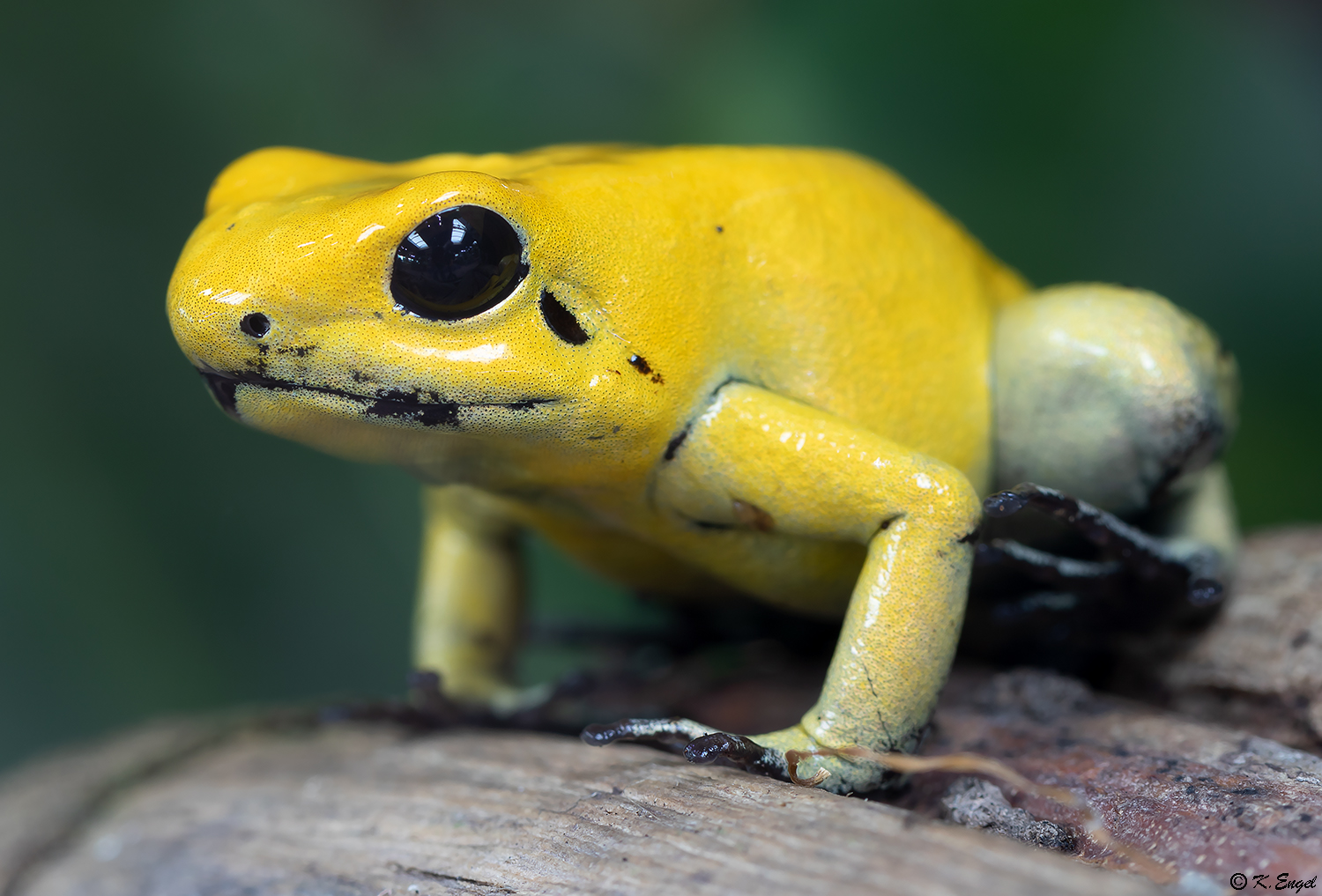 Zweifarbiger Pfeilgiftfrosch Foto & Bild | fotos, gelb, natur Bilder auf fotocommunity