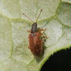 Zweifarbiger Schmalbauchrüssler (Phyllobius oblongus) 