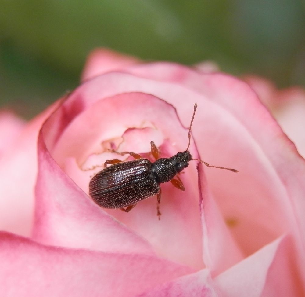 Zweifarbiger Schmalbauchrüssler (Phyllobius oblongus)