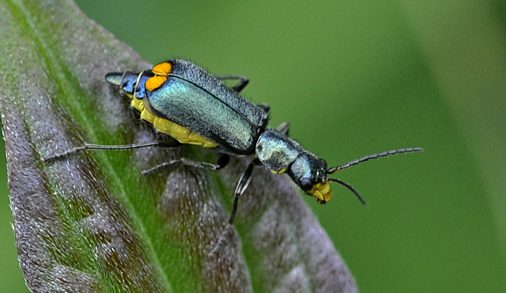 Zweifarbiger Zipfelkäfer