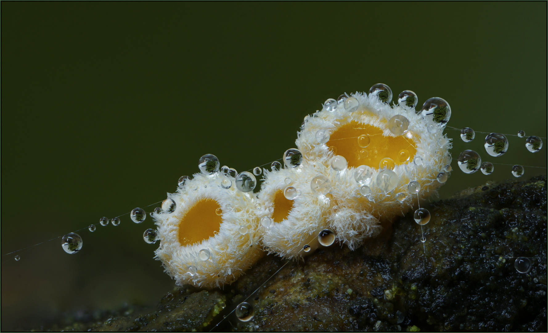 Zweifarbiges Haarbecherchen (CAPITOTRICHA BICOLOR)