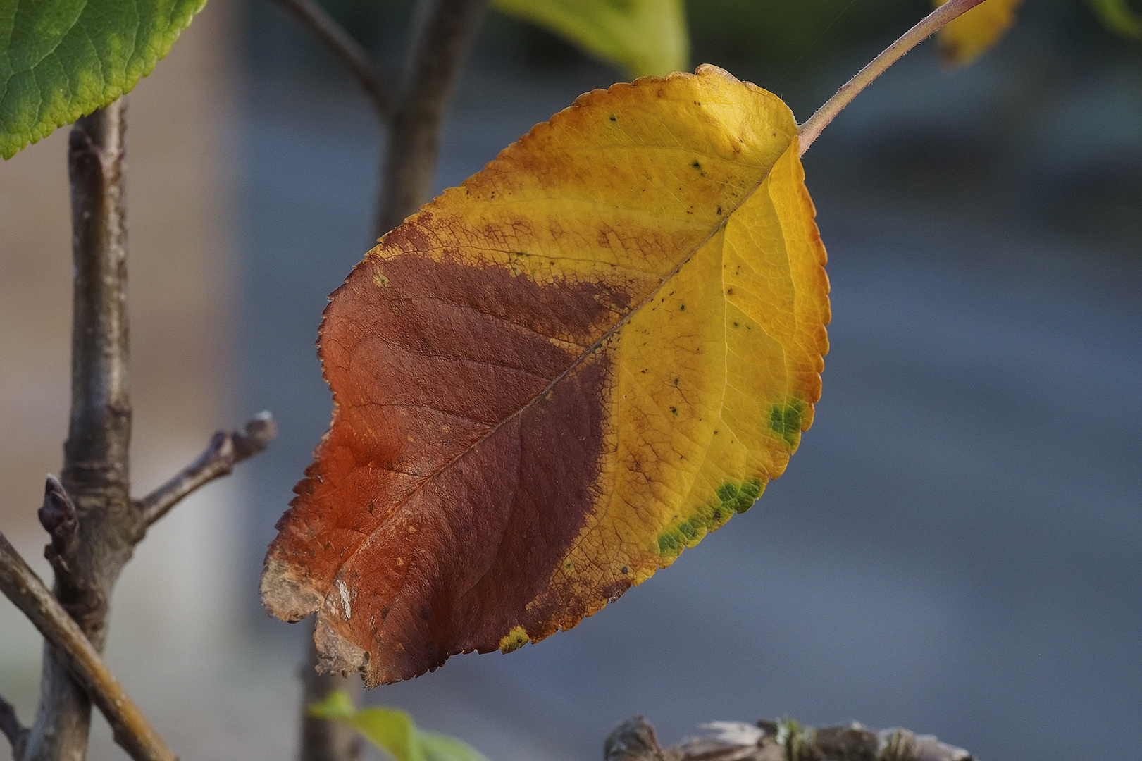 Zweifarbiges Herbstblatt am Apfelbaum