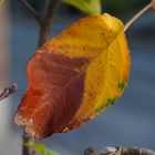 Zweifarbiges Herbstblatt am Apfelbaum
