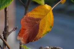 Zweifarbiges Herbstblatt am Apfelbaum