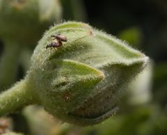 Zweifarbiges Malven-Spitzmäuschen (Malvapion malvae)