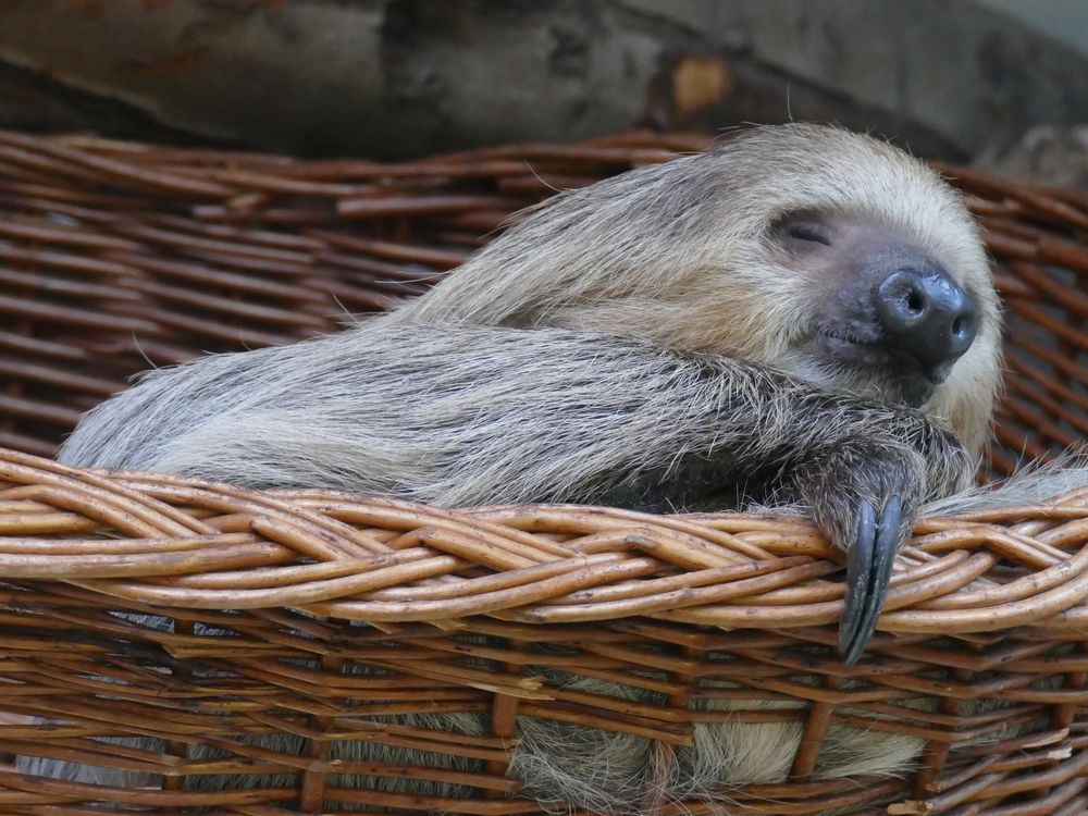 Zweifingerfaultier im Kölner Zoo Foto & Bild | natur, zoo, tiere Bilder