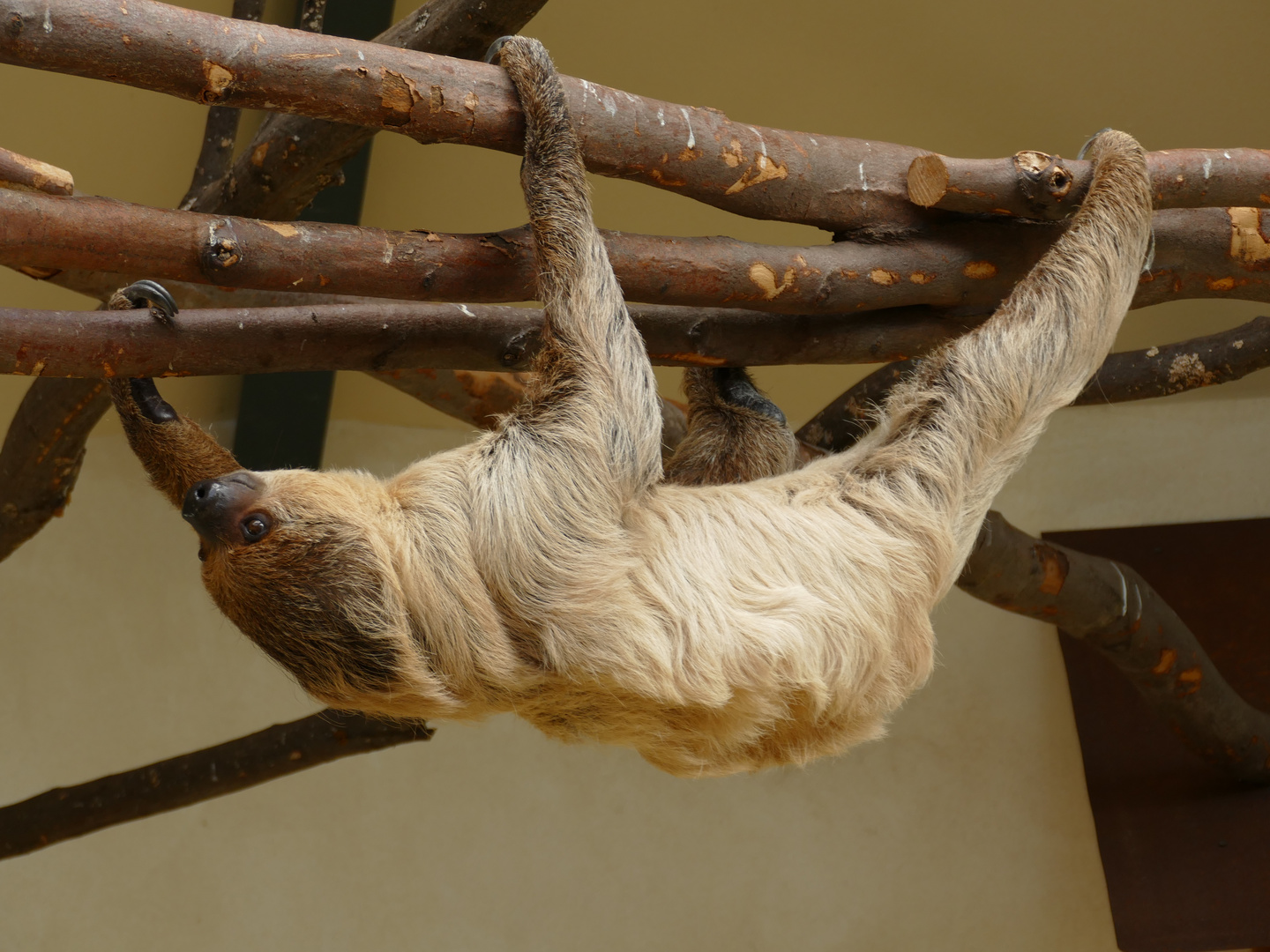 Zweifingerfaultier im Kölner Zoo