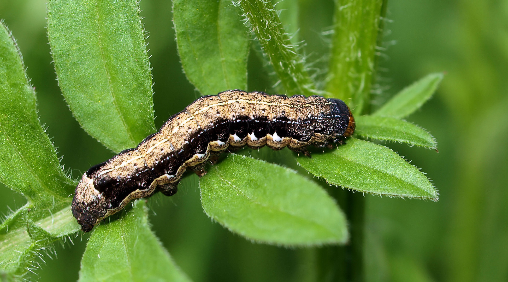 Zweifleck-Kätzcheneule (Orthosia munda)