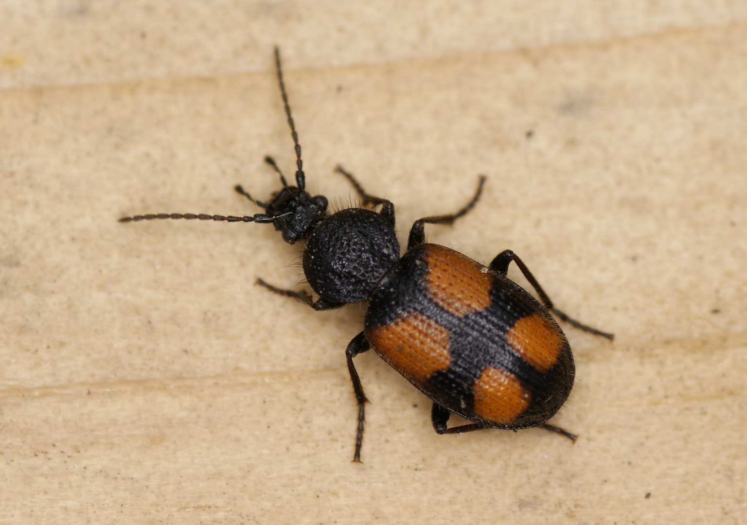 Zweifleck-Kreuzläufer (Panagaeus bipustulatus)