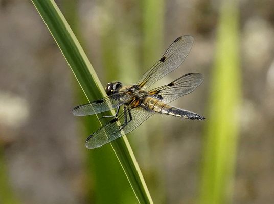 Zweifleck-Libelle