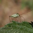 Zweifleck-Weichwanze (Stenotus binotatus)