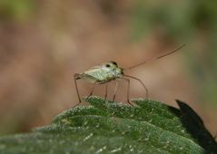 Zweifleck-Weichwanze (Stenotus binotatus)