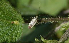 Zweifleck-Weichwanze (Stenotus binotatus)