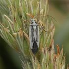 Zweifleck-Weichwanze (Stenotus binotatus) - Farbvariante in Grün und Grau