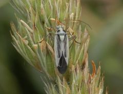 Zweifleck-Weichwanze (Stenotus binotatus) - Farbvariante in Grün und Grau