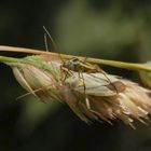 Zweifleck-Weichwanzen (Stenotus binotatus) beim Liebesspiel (1)