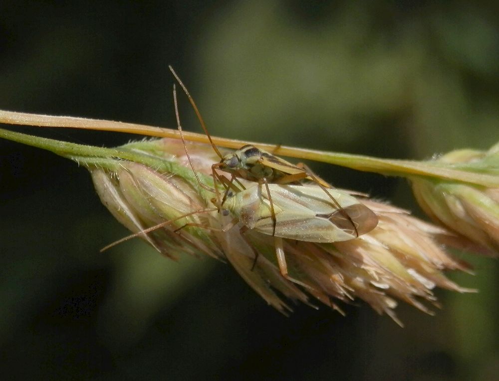 Zweifleck-Weichwanzen (Stenotus binotatus) beim Liebesspiel (1)