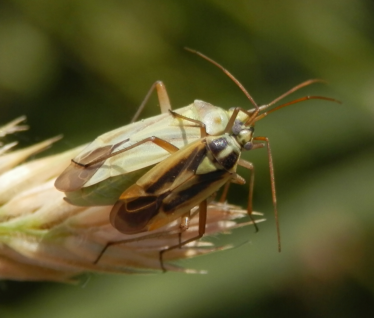 Zweifleck-Weichwanzen (Stenotus binotatus) beim Liebesspiel (2)