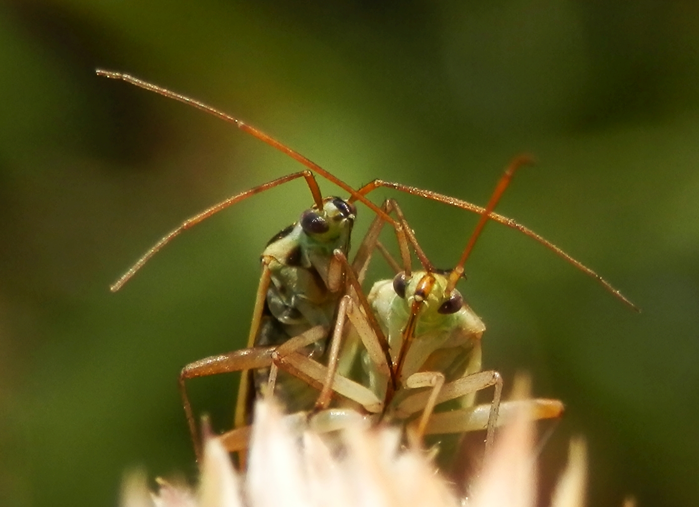 Zweifleck-Weichwanzen (Stenotus binotatus) beim Liebesspiel (3)