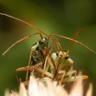 Zweifleck-Weichwanzen (Stenotus binotatus) beim Liebesspiel (3)