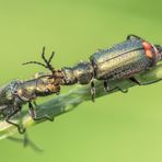 Zweifleckige Zipfelkäfer