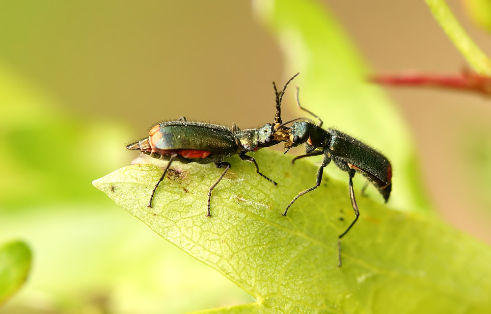 Zweifleckige Zipfelkäfer