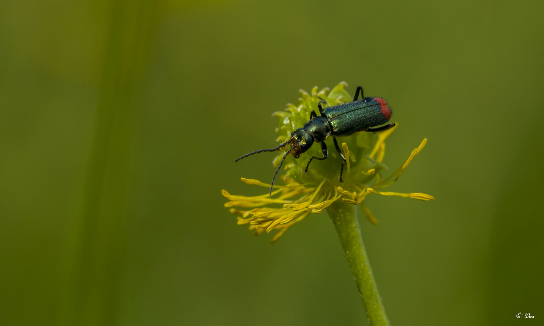 Zweifleckige Zipfelkäfer