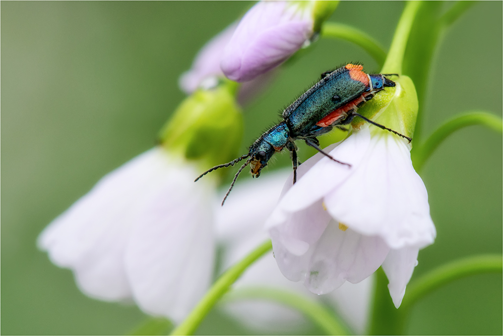 Zweifleckige Zipfelkäfer (Malachius bipustulatus)