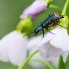 Zweifleckige Zipfelkäfer (Malachius bipustulatus)