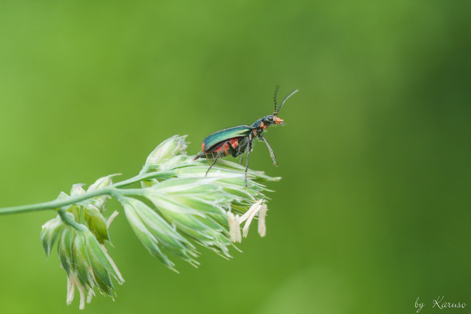 Zweifleckige Zipfelkäfer (Malachius bipustulatus) (1 von 1)