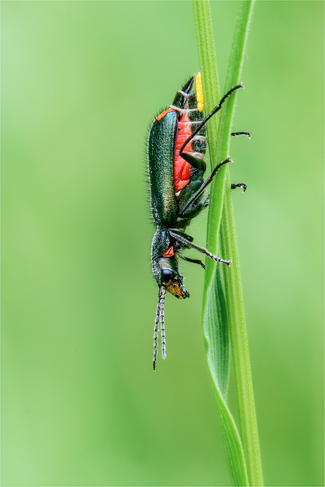 Zweifleckige Zipfelkäfer (Malachius bipustulatus) #2