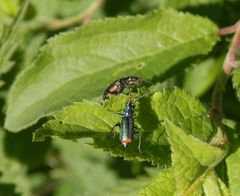 Zweifleckige Zipfelkäfer (Malachius bipustulatus)