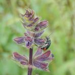 Zweifleckiger Malachitkäfer (Malachius bipustulatus)