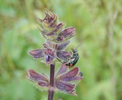 Zweifleckiger Malachitkäfer (Malachius bipustulatus)