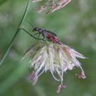 Zweifleckiger Malachitkäfer (Malachius bipustulatus) auf blühendem Gras