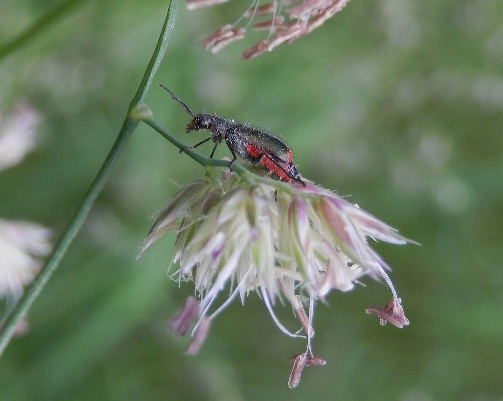 Zweifleckiger Malachitkäfer (Malachius bipustulatus) auf blühendem Gras