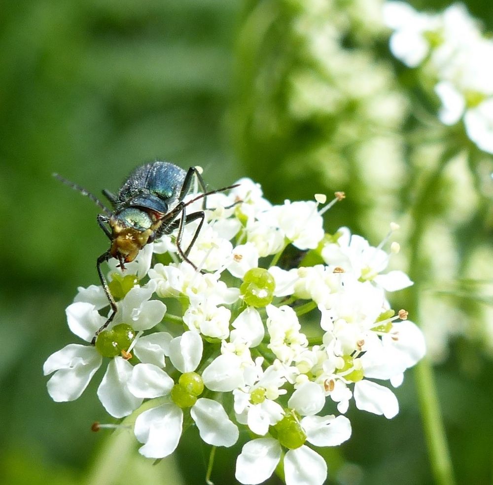 Zweifleckiger Warzenkäfer