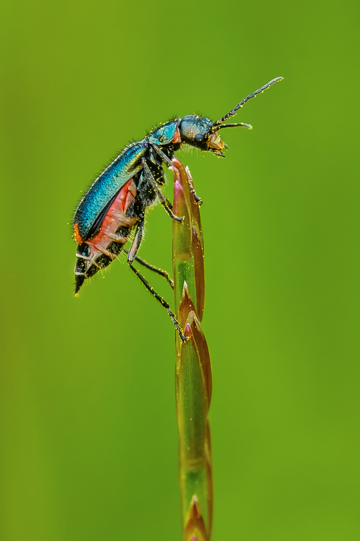 Zweifleckiger Zipfelkäfer